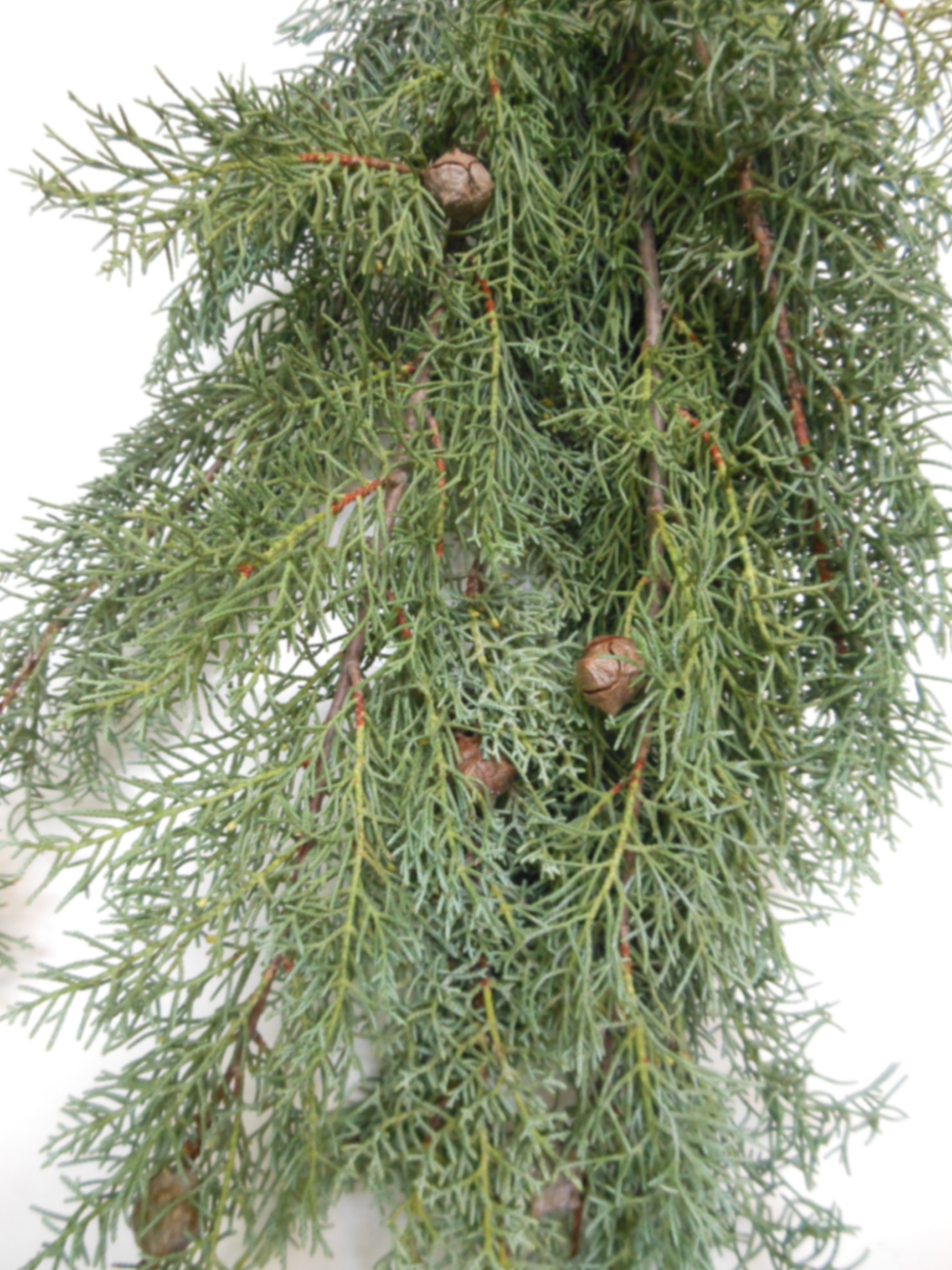 Cupressus arizonica