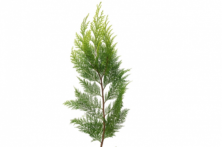 Branch Thuja nana