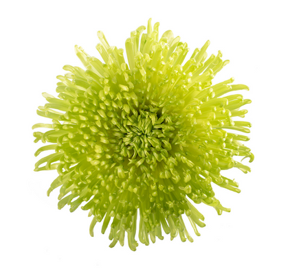 Chrysanthemum single quatz