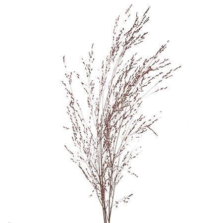 Panicum fountain dyed bordeaux