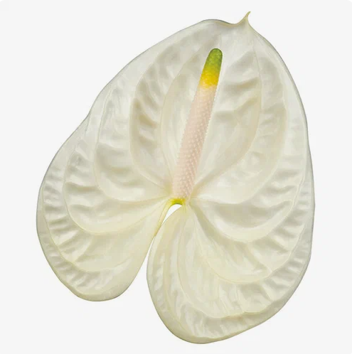 Anthurium white