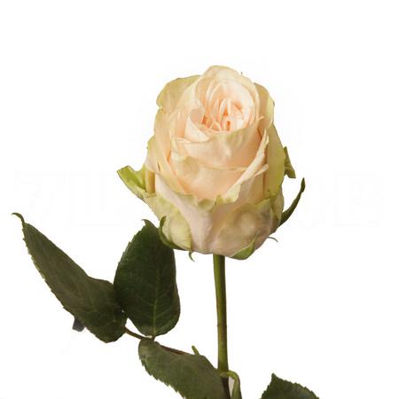 Роза однг веддинг спирит