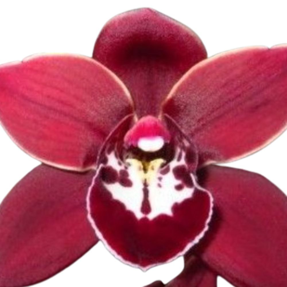 Cymbidium mini cymbidium mini george harrison flyi