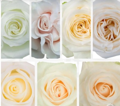 Rose white mix | Wholesale flowers, plants and supplies Rose white mix