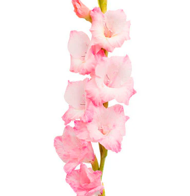 Gladiolus pink