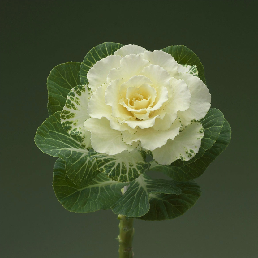 Брассика поедер белая в Москве