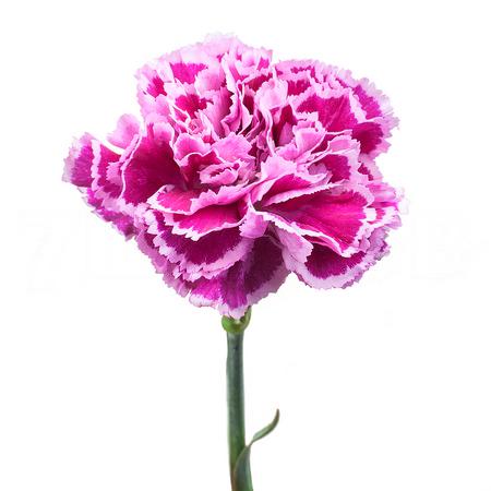 Carnation nobbio cherry