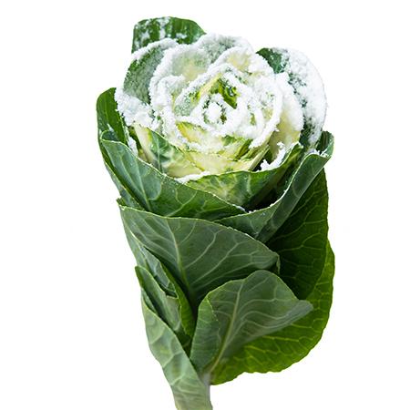 Brassica dyed snow white+pearl glistter 