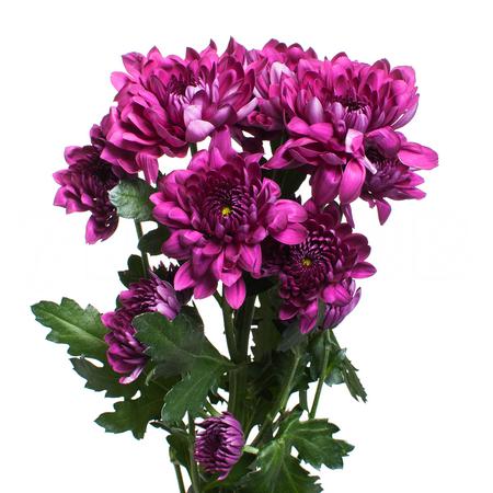 Хризантема куст ройс