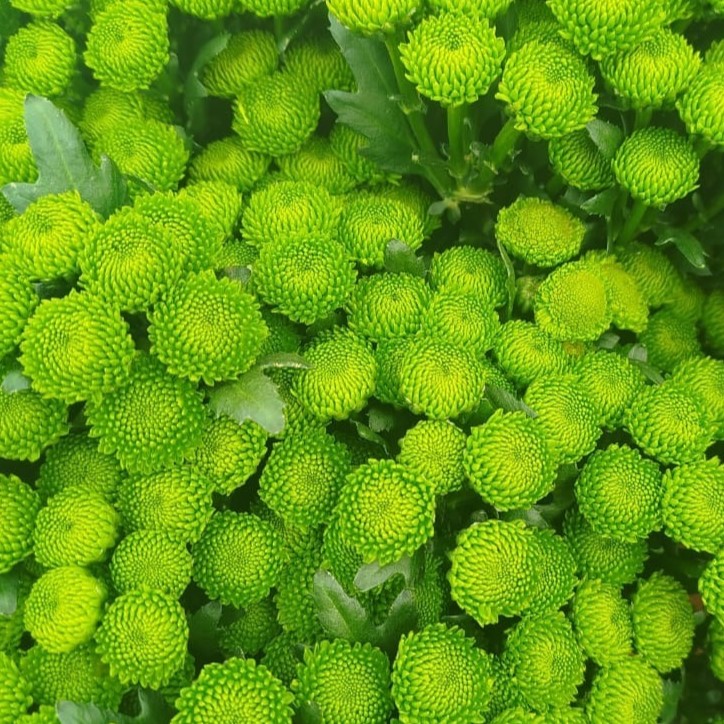 Chrysanthemum santini lola | Wholesale flowers, plants and supplies Chrysanthemum santini lola