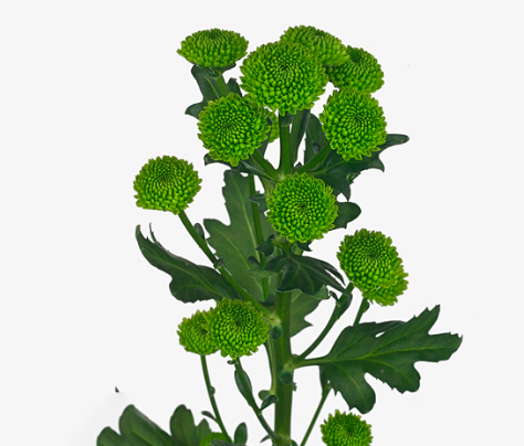 Chrysanthemum santini lola