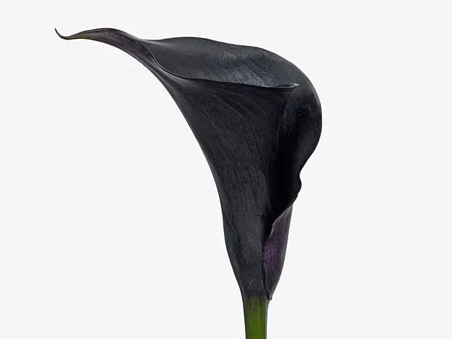 Calla/Zantedeschia escape
