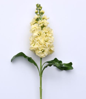 Маттиола матильда желтая