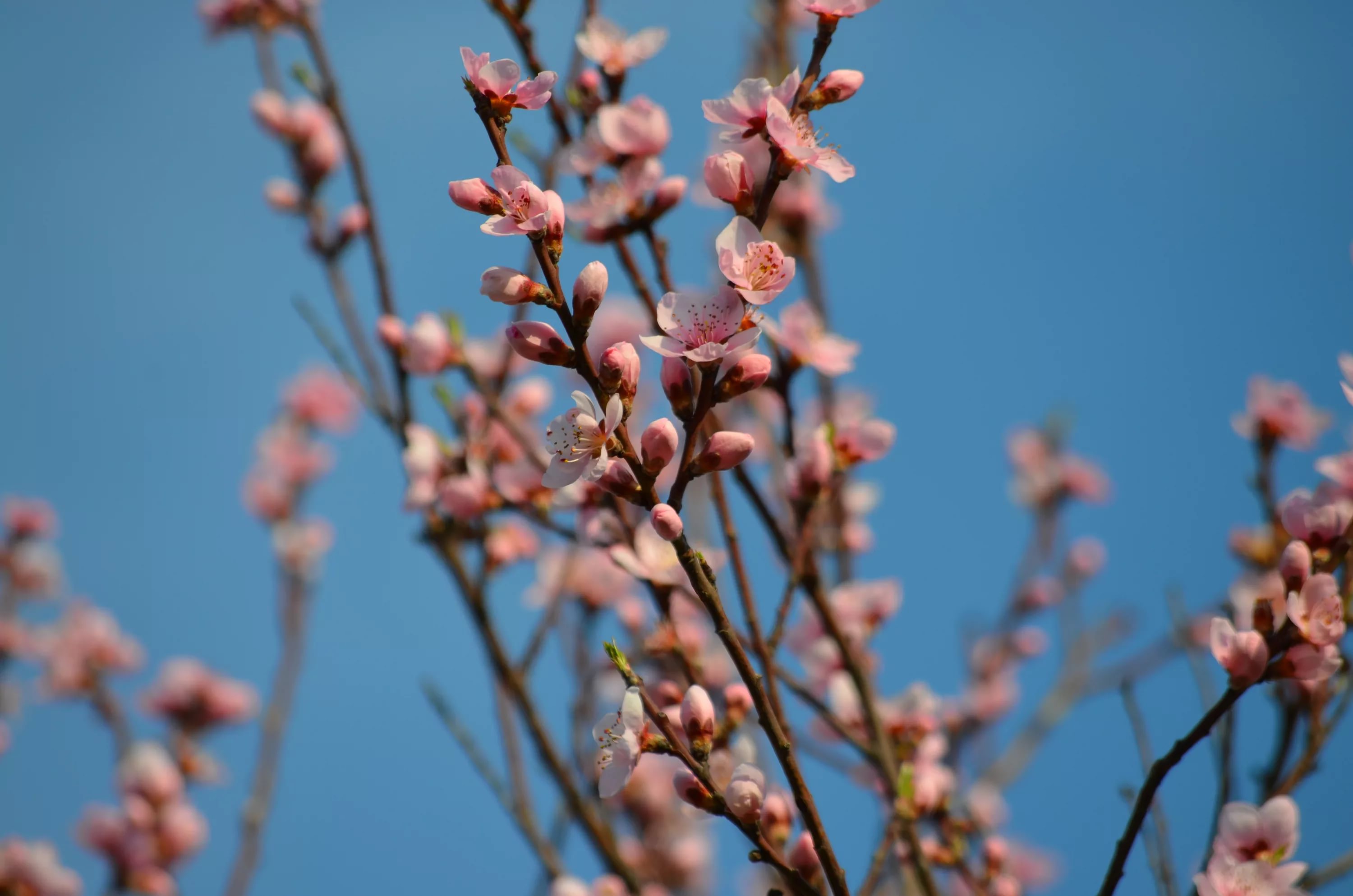 Ветки Прунус персика розовые