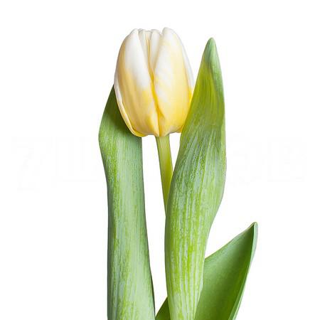 Тюльпан эн антарктика флейм в Москве