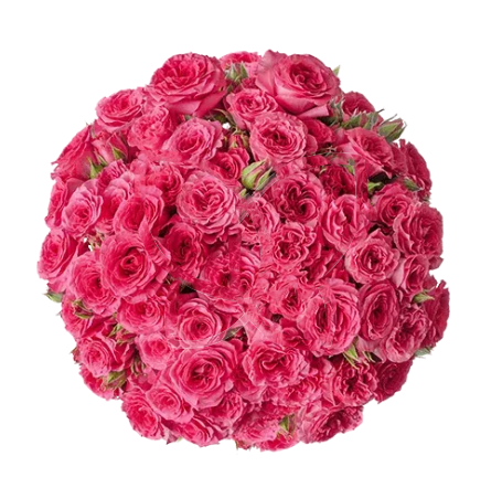Rose spray alina