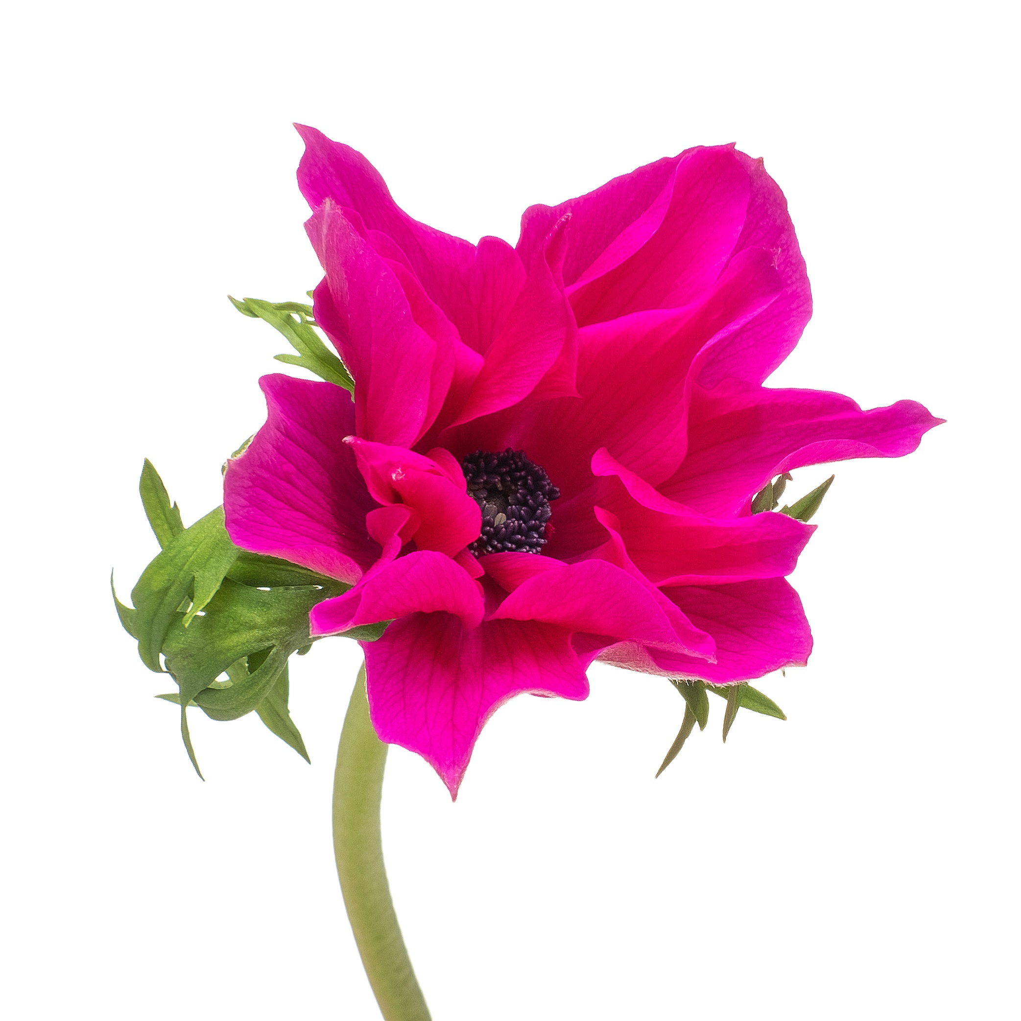 Anemone mistral cerise
