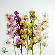 Cymbidium mix x 9