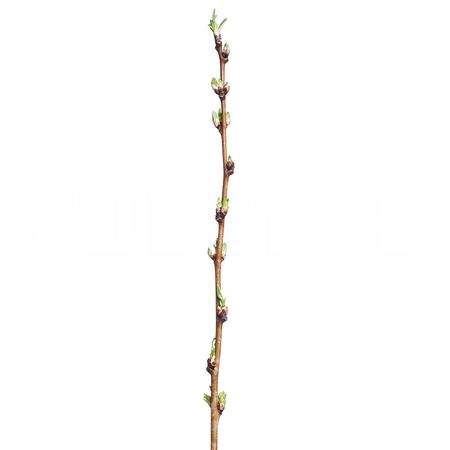 Prunus comet