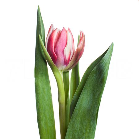 Тюльпан махровый войсмейл