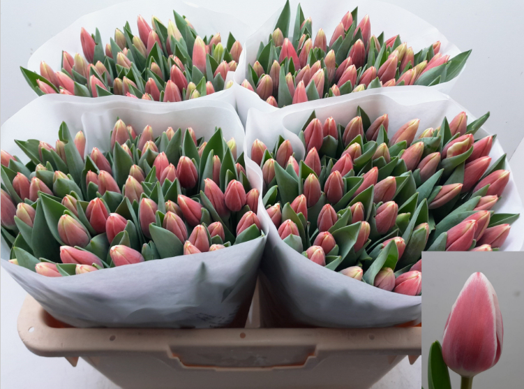 Tulip enkel de dijk | Wholesale flowers, plants and supplies Tulip enkel de dijk