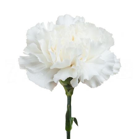 Гвоздика фораттини