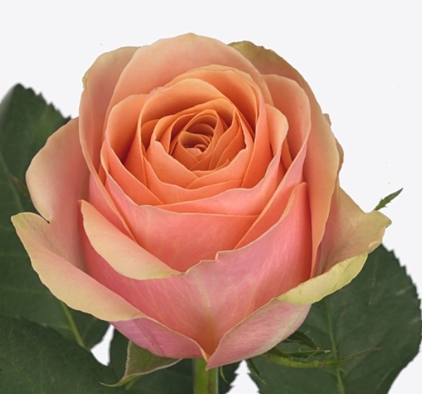 Rose dividend | Wholesale flowers, plants and supplies Rose dividend