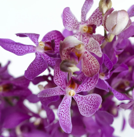 Mokara violet