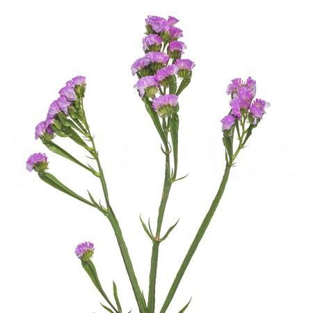 Статица сан бердс росси