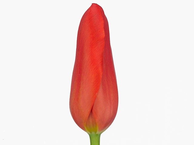 Tulip fringed 'red proud'