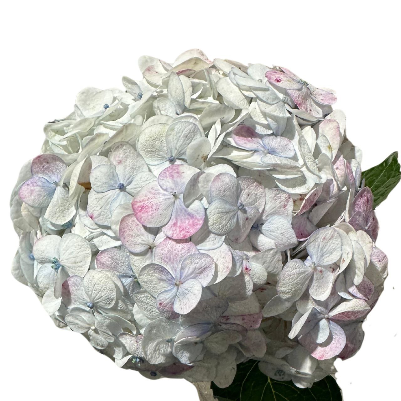 Hydrangea jumbo pink antique