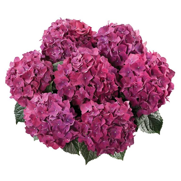 Гидрангия селект пёпл