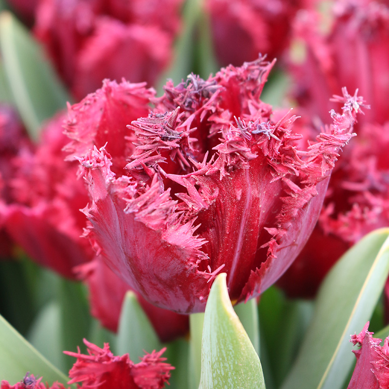 Tulip fringed versaci