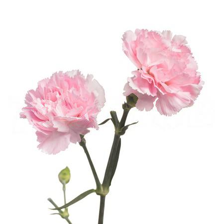 Гвоздика куст ритомо