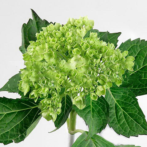 Гидрангия селект грин эпл