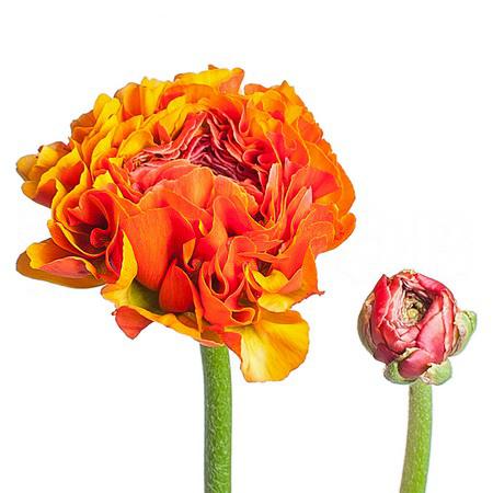 Ranunculus ponpon garfield