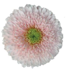 Gerbera himalaya