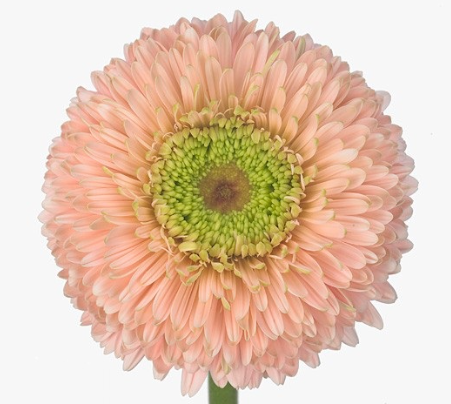 Gerbera himalaya