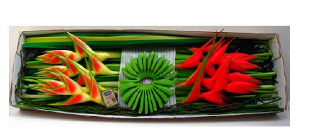 Exotic Box Iniziativa