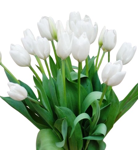 Тюльпан эн ланка в Москве