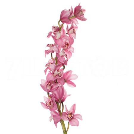 Cymbidium candy king cindy