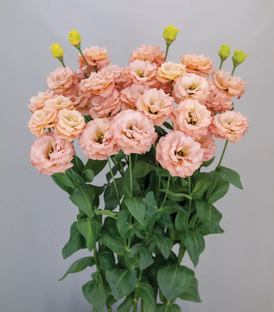 Eustoma double 'rosita apricot'