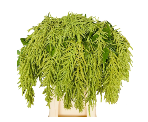 Amaranthus 'viridis'