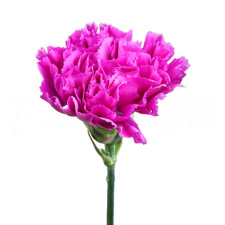 Гвоздика констеллейшн