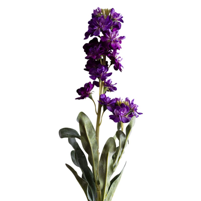 Маттиола темно-фиолетовая в Новосибирске