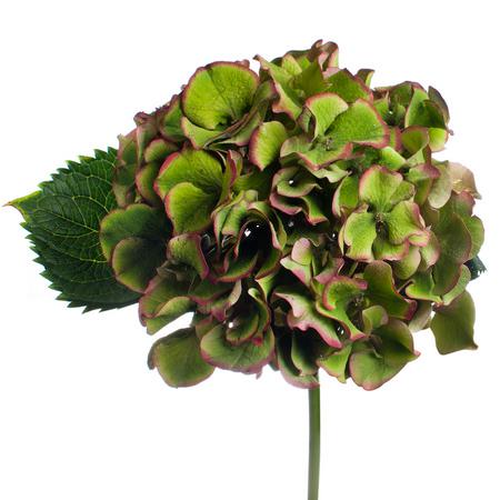 Hydrangea sibilla classic