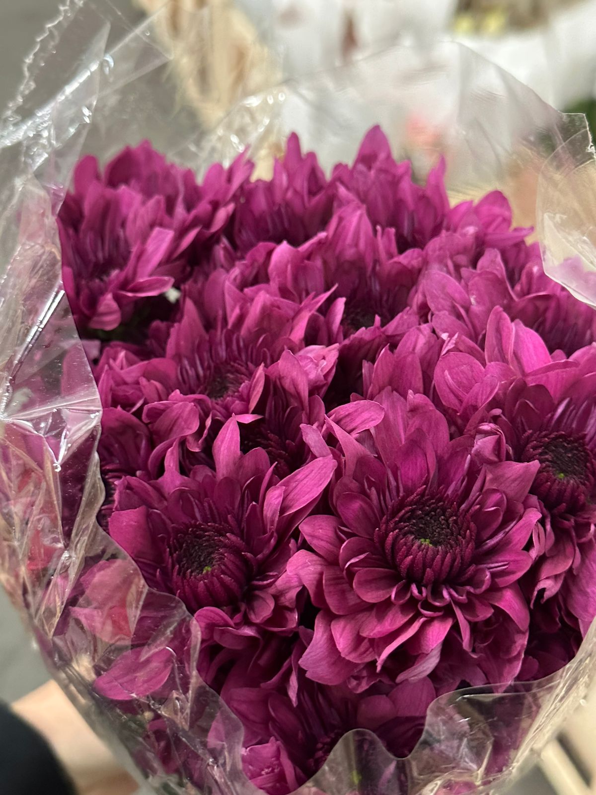 Chrysanthemum spray podolski purple