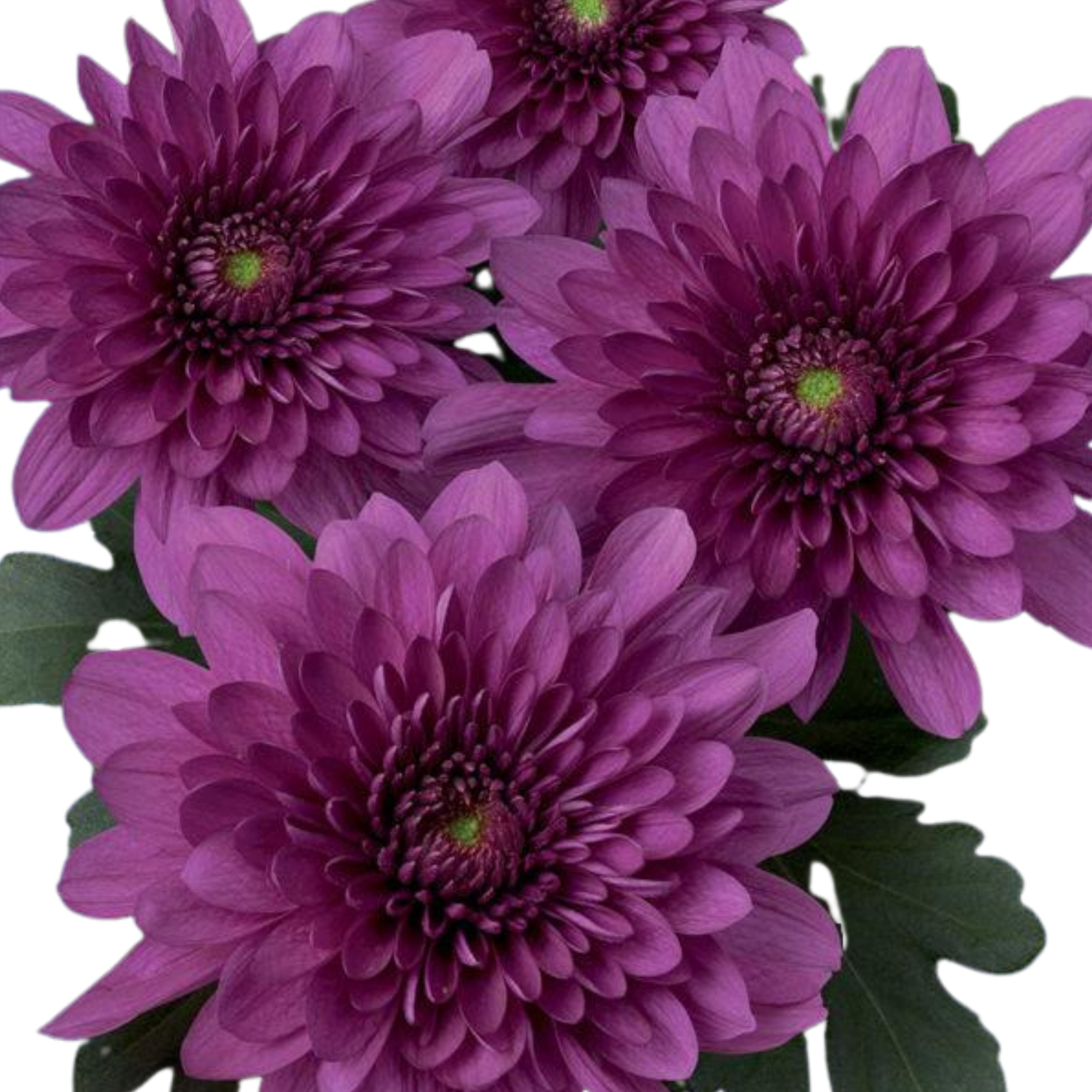 Chrysanthemum spray podolski purple