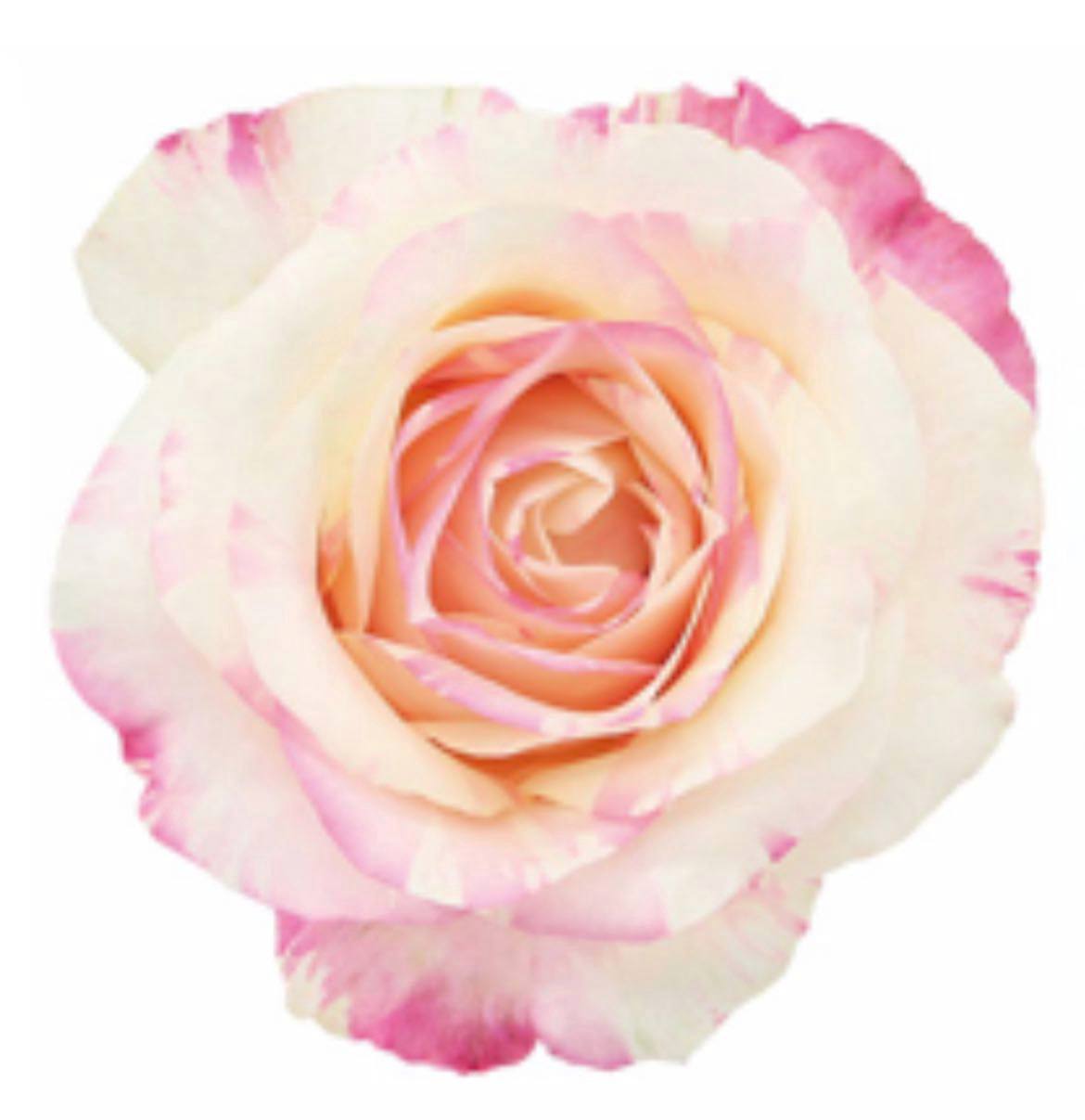 Роза однг фор ю