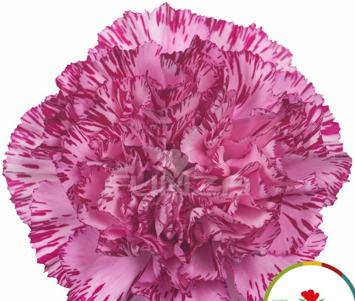 Carnation blue copernico